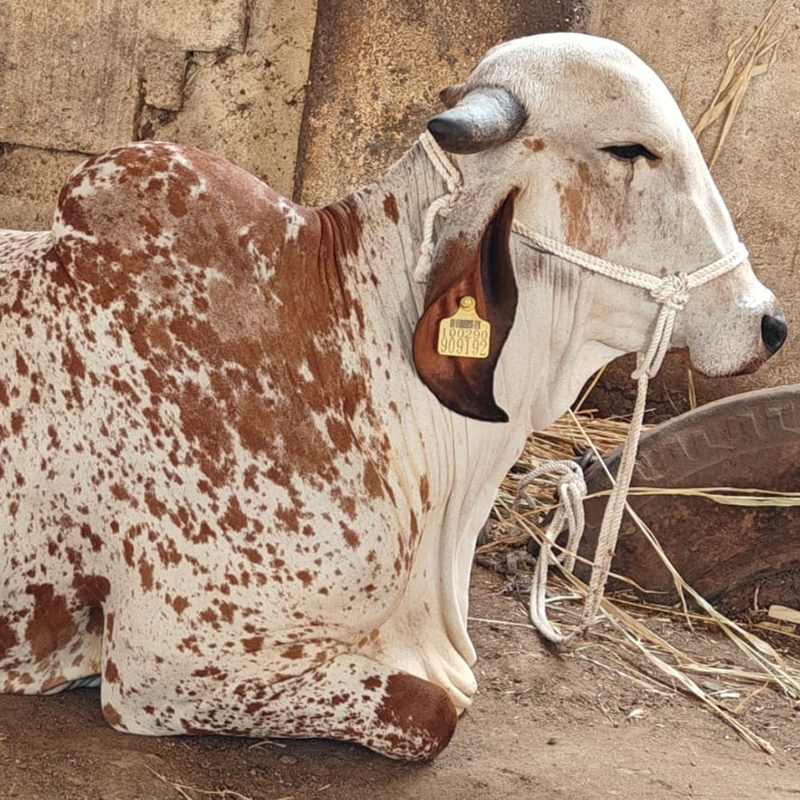 GirAai